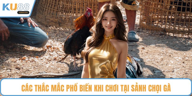 Các thắc mắc phổ biến khi chơi tại sảnh chọi gà